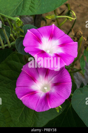 I fiori del mattino scabrosi (Ipomoea nil var. Scarlet O'Hara. Foto Stock