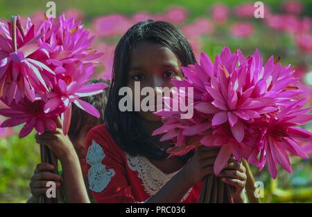 07 nov2017 dhaka Bangladesh, i bambini del Bangladesh raccolgono ninfee di acqua rossa dalle zone umide di Narayangong. © Nazmul Islam/Alamy live news Foto Stock