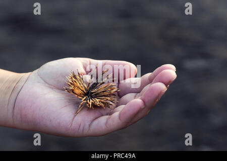 Ricci di mare sul palm Foto Stock