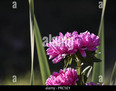 Astri nel giardino fiorito Foto Stock