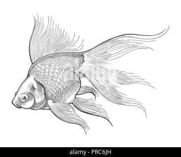 Goldfish disegno. Pesce d'oro incisione o vettore schizzo vintage isolati su sfondo bianco per il globo di vetro in stile retrò Illustrazione Vettoriale