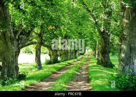 Una bella e tranquilla strada di terra con un baldacchino di alberi vecchi linee su entrambi i lati che conduce ad una casa, carrelli visibili solchi, PEI, Canada Foto Stock