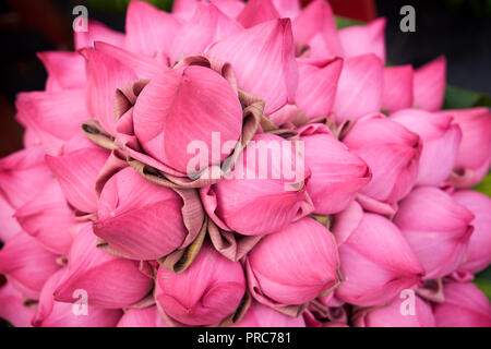 Cambogia fiori Psar Thmei mercato Phnom Penh fiori di loto Foto Stock