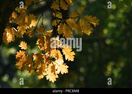 Autunno dorato / caduta di foglie di quercia in presenza di luce solare Foto Stock