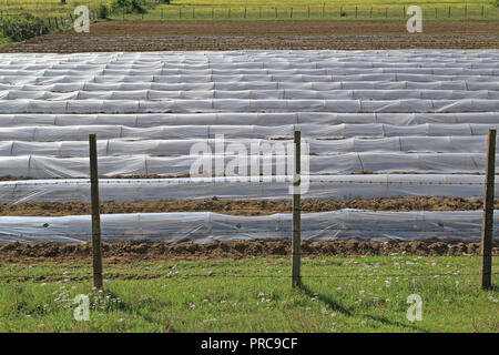 Floating le coperture di fila su un campo nelle zone rurali del Montenegro Foto Stock