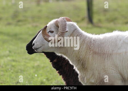 Wiltshire cornuto pecore Wyke Regis Dorset Inghilterra Feb 2018 Foto Stock