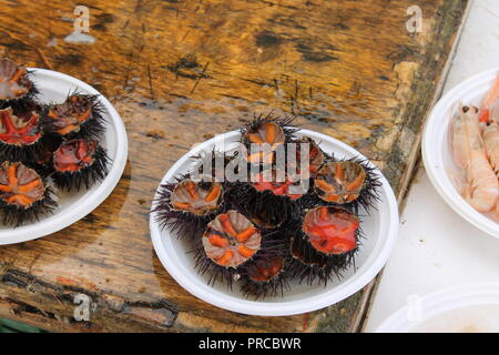 Fresh ricci di mare a Bari mercato del pesce Foto Stock