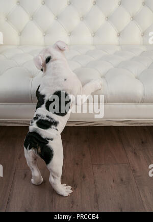 In bianco e nero il bulldog si alza sulle zampe posteriori con la schiena rivolta in avanti e le zampe su bianco moderno puffy pieghettato del lettino. Egli sta cercando di sinistra. Foto Stock