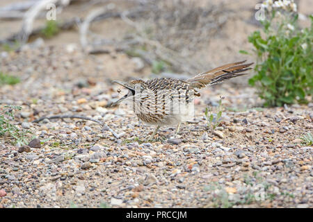 Road Runner recuperando un Grasshopper nella sua bocca nel parco nazionale di Big Bend in Texas Foto Stock