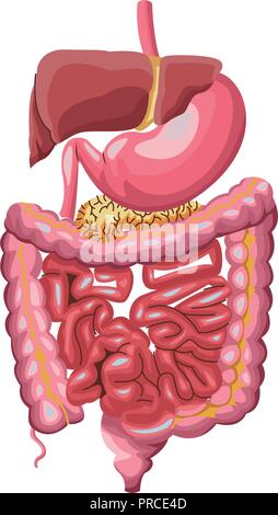 Apparato digestivo umano Illustrazione Vettoriale