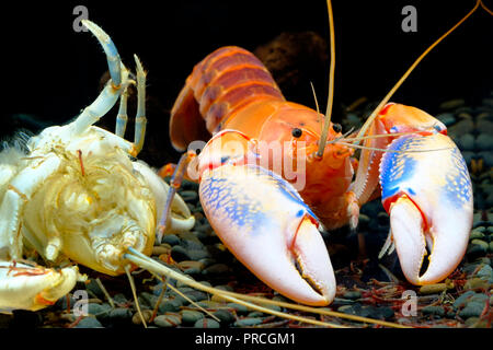 Gamberetti Astici cherax yabby gamberi vulcano distruttore della Thailandia l'allevamento di splendidi colori Foto Stock