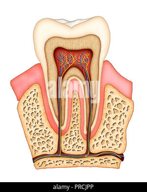 La sezione di un molare che mostra la sua struttura interna. Illustrazione Digitale. Foto Stock