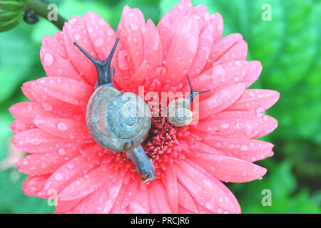 Vista superiore della lumaca di madre e bambino rilassante lumaca insieme su una rosa in fiore fiore di Gerbera con molte goccioline di acqua sulla petali Foto Stock