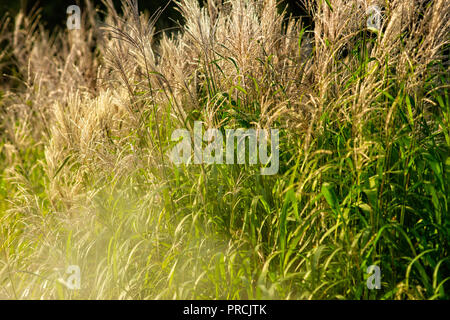 Innaffiamento del verde reed decorativo in giardino. Piante verdi, white water mist, sunshine. Sfondo decorativo o sfondo per qualsiasi progetto o annuncio pubblicitario Foto Stock