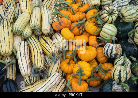 Delicata Squash con dolci con gnocchi di zucca e zucche sul display a Daylesford Organic farm shop festival d'autunno. Daylesford, Cotswolds, Inghilterra Foto Stock