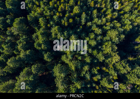 Vista aerea di una foresta di pini in Canada Foto Stock