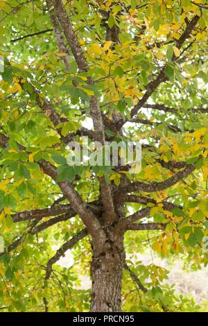 Un Nero Tupelo (nissa sylvatica) albero a Alton Baker Park di Eugene, Oregon, Stati Uniti d'America. Foto Stock