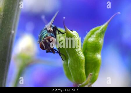 Volare in appoggio su un fiore pod Foto Stock