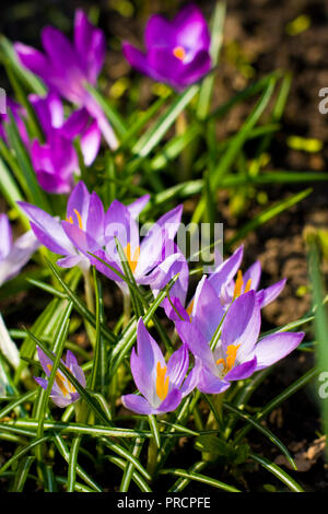 Bella viola di crochi Foto Stock