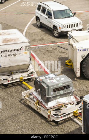 Il nolo aereo cassa contengono8ng un amore animale su un rimorchio con pallet trainato attraverso l'aeroporto grembiule in Seattle WA Foto Stock