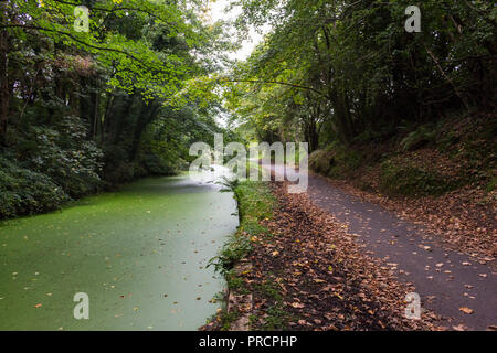 Lagan alzaia, tra Liverpool e Belfast, frequentata da escursionisti e ciclisti. Alzaia coperto di foglie cadute e canal dispone di un verde Alghe, presa du Foto Stock