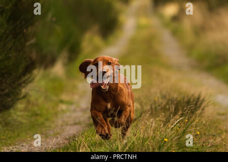 Marrone chiaro springer spaniel in esecuzione al di fuori in campagna, Scotland Regno Unito Foto Stock