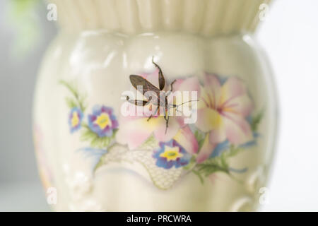 Art bug, un bug su un bel vaso floreale. Foto Stock