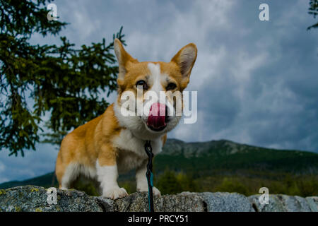 Un grazioso piccolo ragazza corgi godendo del suo viaggio in montagna Foto Stock