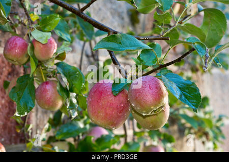 Dettaglio di mele rosse con gocce di acqua sull'albero. Foto Stock