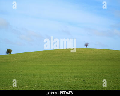 Secondo la guida Lonely due alberi in un bellissimo campo verde durante una soleggiata giornata di primavera Foto Stock