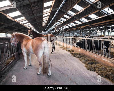 Cavalli e mucche nero all'interno di un fienile su Dairy Farm in Olanda Foto Stock