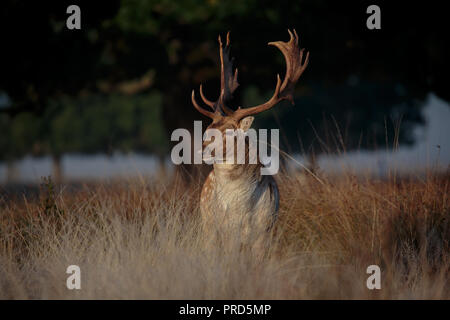 Un Daino stag durante la routine Foto Stock