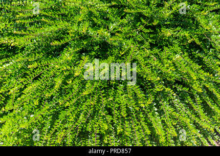 Amburgo , Germania, 26 Giugno 2018: Full Frame Close-Up della macchia verde in posizione di parcheggio Foto Stock