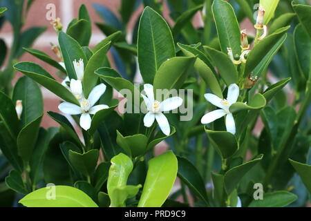 Close up di agrumi boccioli di fiori Foto Stock