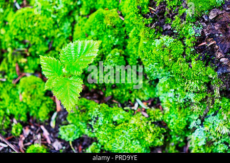 Nuovo alberelli e moss crescendo in Torrington Connecticut Burr Pond State Park in primavera. Foto Stock