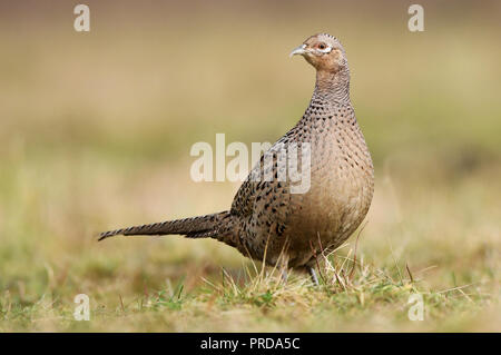 Ringneck Pheasant (Phasianus colchicus) femmina Foto Stock