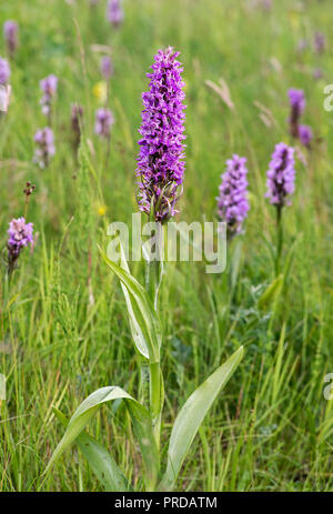 Sud della palude (orchidea Dactylorhiza Praetermissa), Schleswig-Holstein, Germania Foto Stock