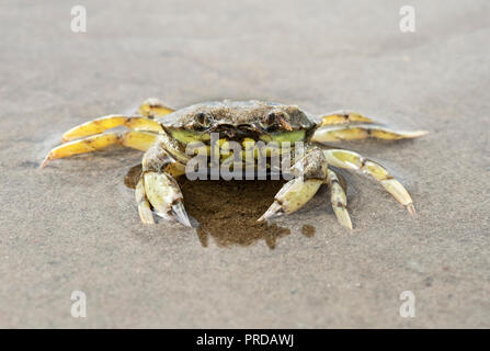 Verde Europeo (granchio Carcinus maenas), il Wadden Sea, costa del Mare del Nord, Schleswig-Holstein, Germania Foto Stock