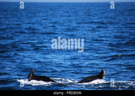 Un Humpback Whale tail scompare nell'oceano nell'Oceano Pacifico, appena oltre la piattaforma continentale al largo di San Francisco. Foto Stock