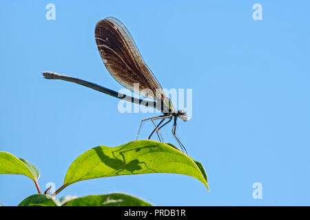 Belle demoiselle (Calopteryx virgo), femmina, seduti su una foglia, Burgenland, Austria Foto Stock