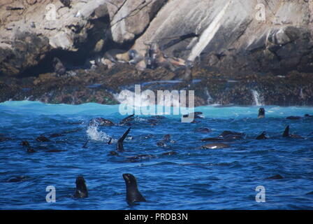 Le foche nuotando vicino le isole Farallon. Le foche sono state quasi cacciati per estinzione sulla costa della California. Foto Stock