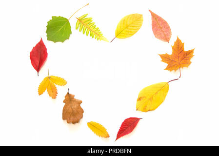Diverso il rosso, il verde e il giallo Foglie di autunno messa a forma di cuore sul bianco sfondo isolato Foto Stock