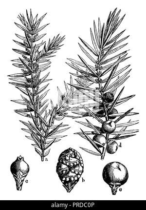 Il ginepro comune <Juniperus communis>, 1898 Foto Stock