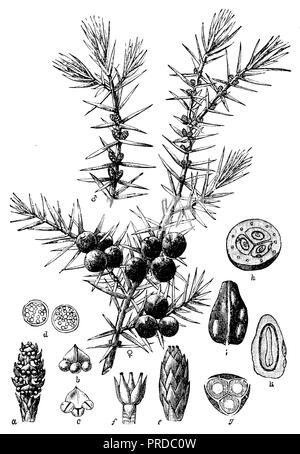 Il ginepro comune <Juniperus communis>, 1900 Foto Stock