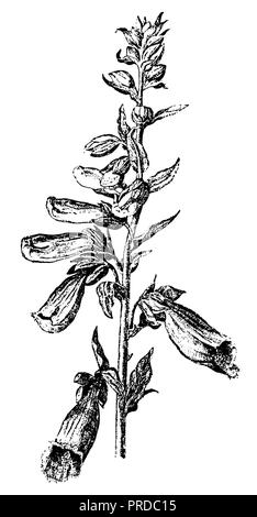 Foxglove <Digitalis purpurea>, 1910 Foto Stock