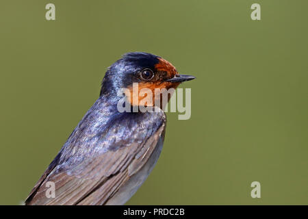 Adulti Benvenuto Swallow nel Queensland Australia Foto Stock