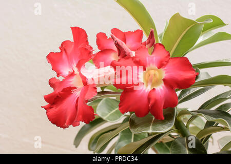 Desert Rose è un colore dei fiori. Rose del deserto sono Thai fiore. Foto Stock