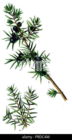 Il ginepro comune <Juniperus communis>, 1909 Foto Stock