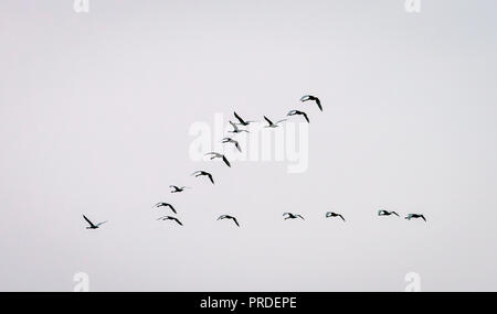 Whooper cigni volare in formazione, Islanda Foto Stock