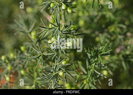 Gli asparagi selvatici o sparrow germogli di erba attorno al fiore in tarda estate in Italia un molto spinosa vegetale commestibile latino Asparagus acutifolius Foto Stock